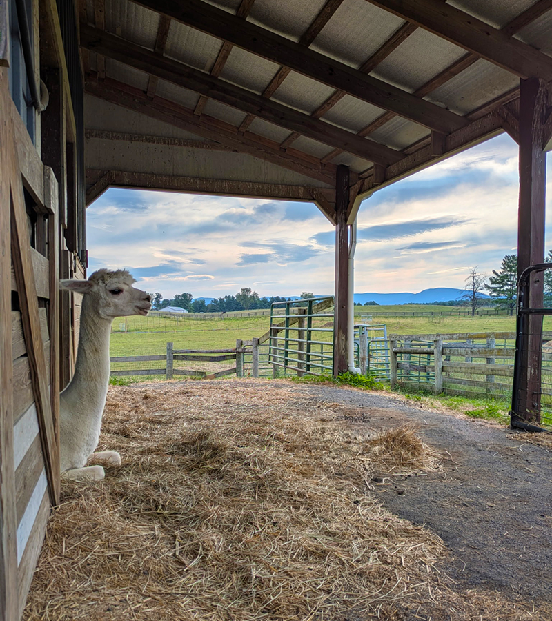 Stone Ledge Farm alpaca Stone Ledge Farm alpaca