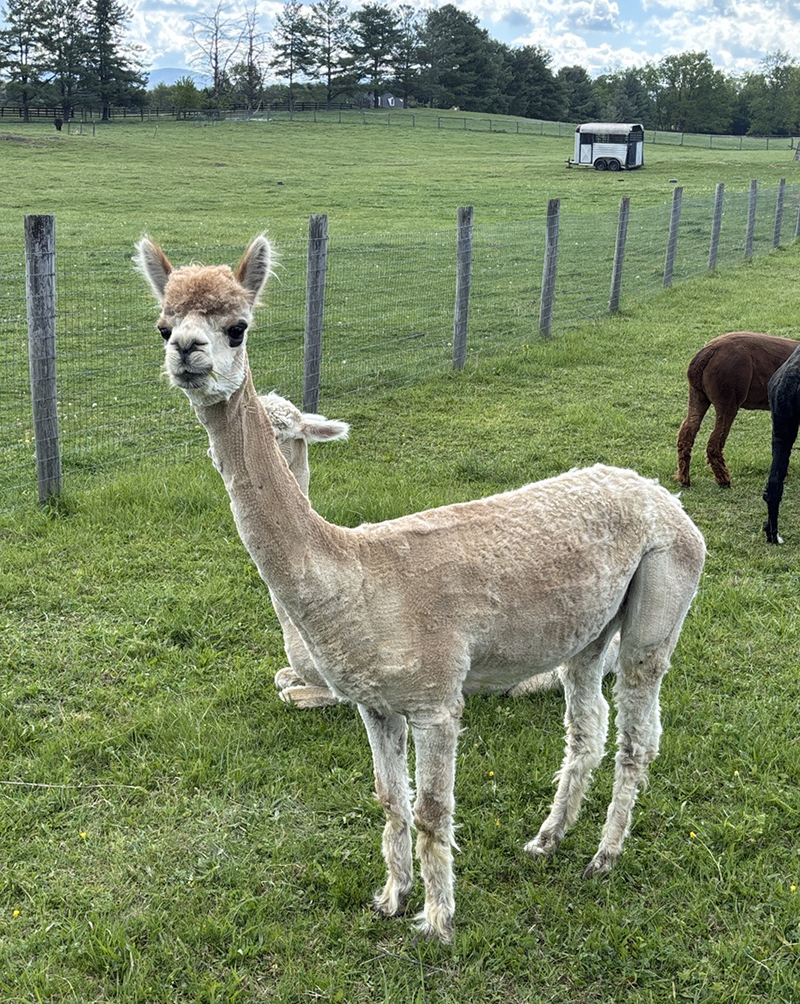 Stone Ledge Farm alpaca Stone Ledge Farm alpaca