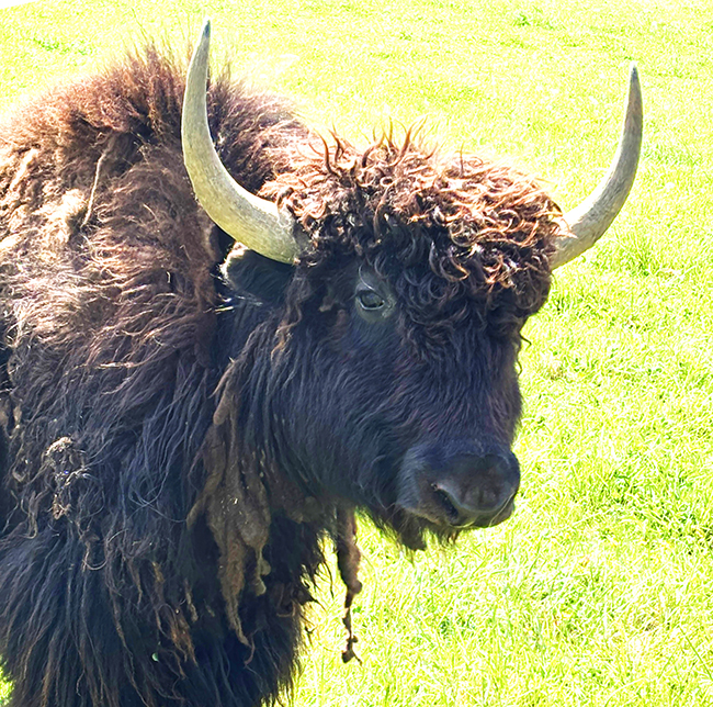 Rajah our male farm yak Rajah our male farm yak